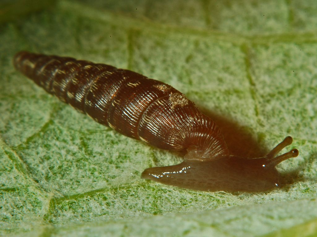 Clausilia bidentata crenulata sotto una corteccia